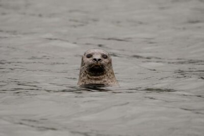 Bleik: Whale Watching by Speedboat with Puffins and Muffins