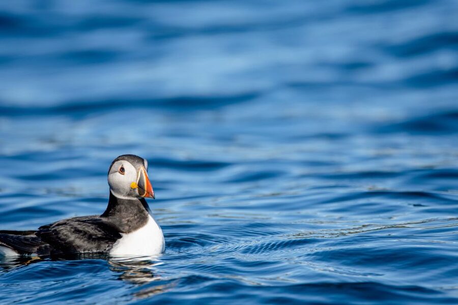 Bleik: Whale Watching by Speedboat with Puffins and Muffins - Puffin cliffs and a sky full of birds