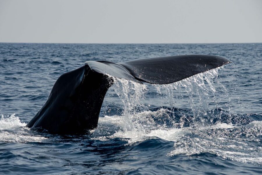 Bleik: Whale Watching by Speedboat with Puffins and Muffins - What the midnight sun adds