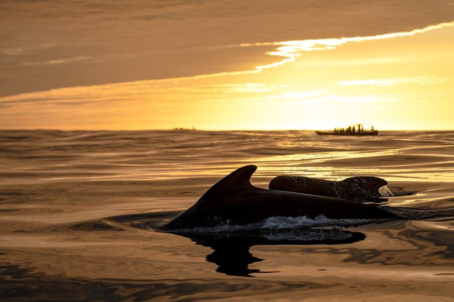 Bleik: Whale Watching by Speedboat with Puffins and Muffins - The guide makes the difference