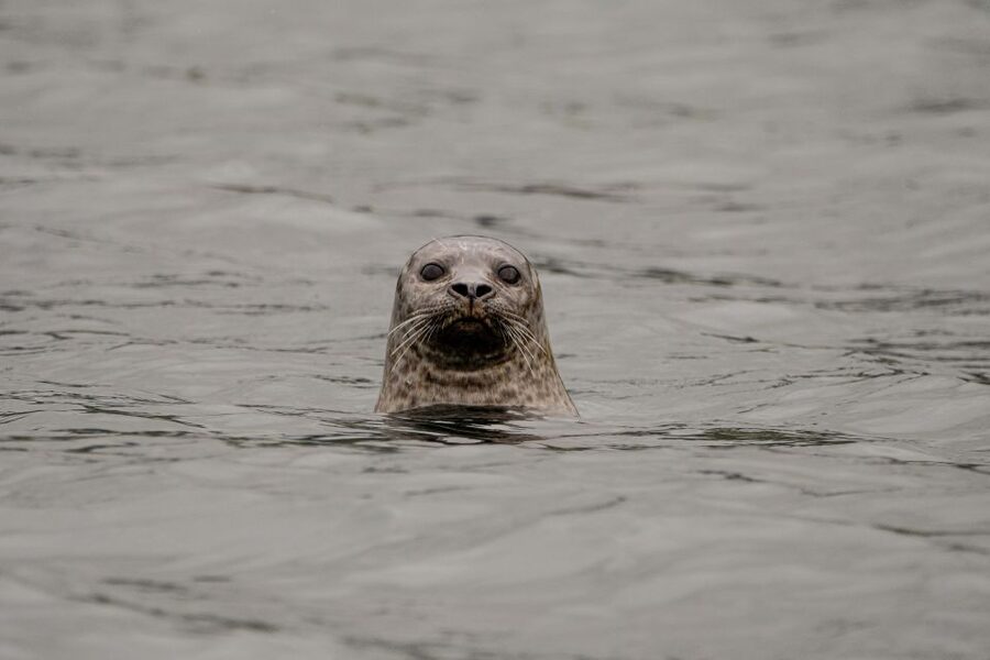 Bleik: Whale Watching by Speedboat with Puffins and Muffins - Getting ready for a fast RIB ride