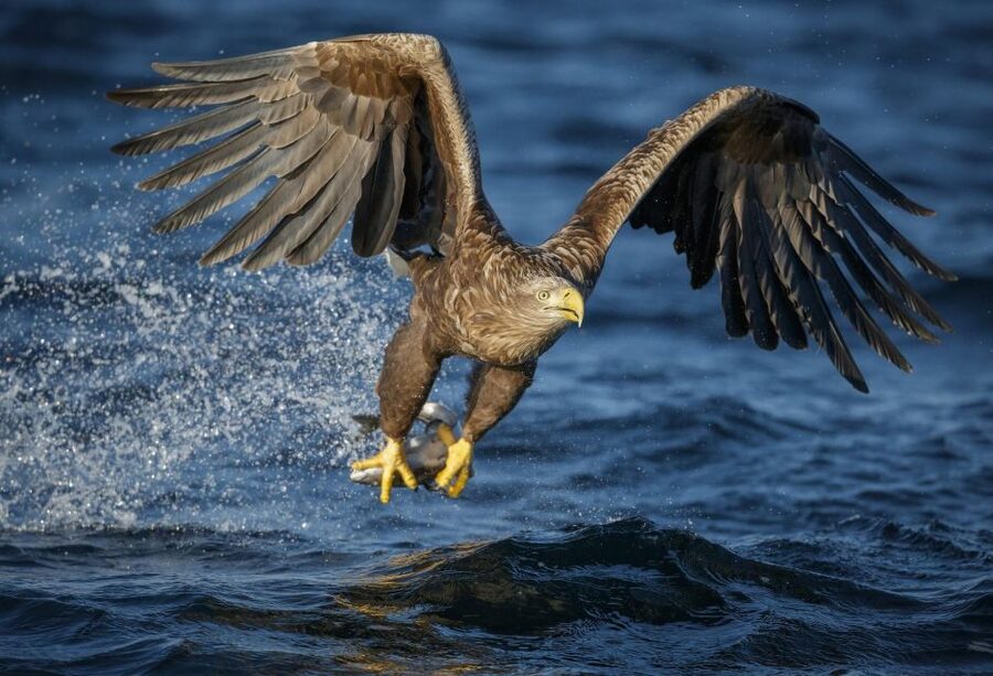 Bodø: Saltstraumen Sea Eagle Trip by RIB - Is $135 a fair price for two hours?