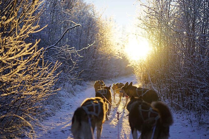 Dog Sled Tour and Husky Cuddles - Sixty minutes through the snow
