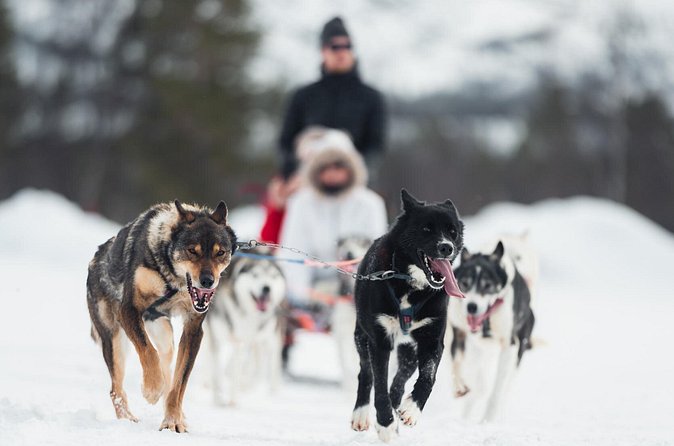 Dog Sled Tour and Husky Cuddles - Age rules and the best family setup