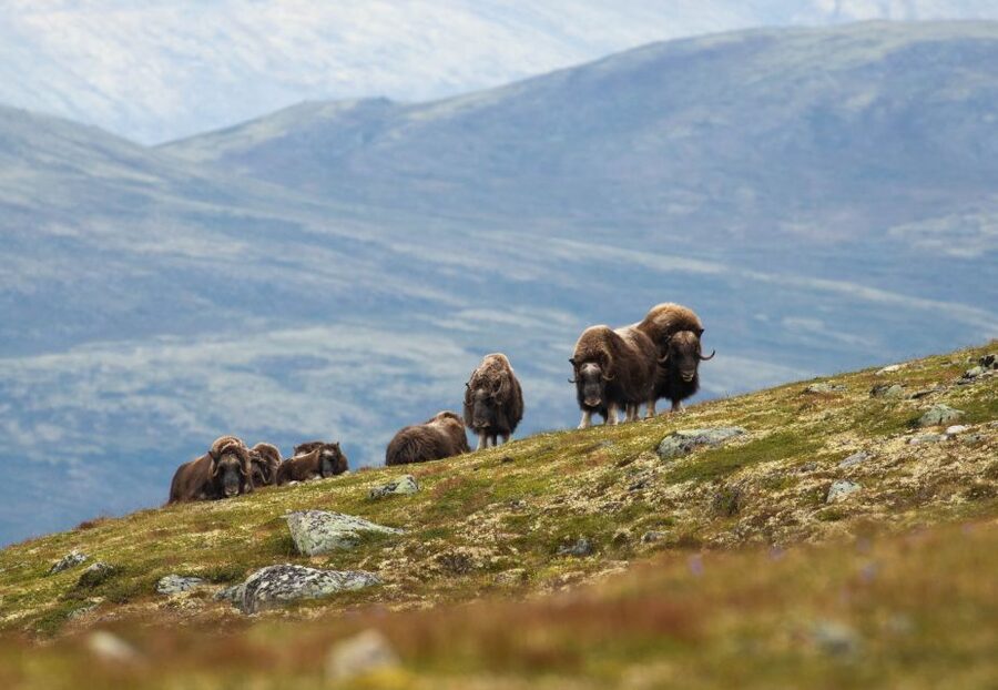 Dovrefjell National Park: Hiking Tour and Musk Ox Safari - Starting at Hjerkinn without missing the group