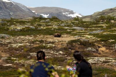 Dovrefjell National Park: Hiking Tour and Musk Ox Safari