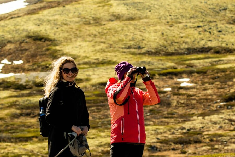 Dovrefjell National Park: Hiking Tour and Musk Ox Safari - What guides Kim and Uwe add to the walk