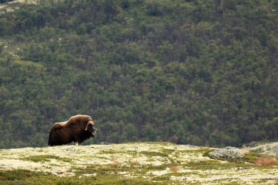 Dovrefjell National Park: Hiking Tour and Musk Ox Safari - Weather, clothing, and the lunch you carry