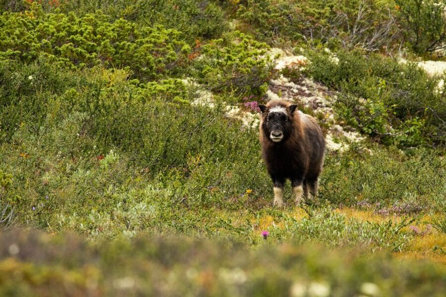 Dovrefjell National Park: Hiking Tour and Musk Ox Safari - Is $64 a good price for this safari?