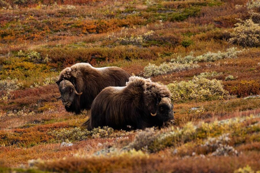 Dovrefjell National Park: Hiking Tour and Musk Ox Safari - Who will enjoy this experience most?