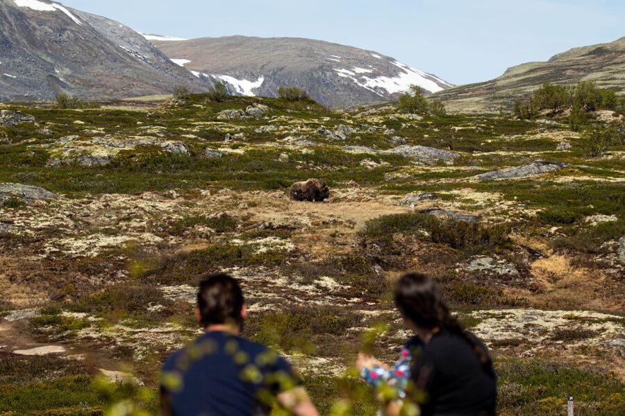 Dovrefjell National Park: Hiking Tour and Musk Ox Safari - Walking into Dovrefjell National Park