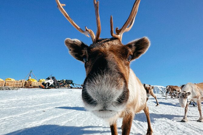 Exclusive Reindeers Experience in small groups, Tromso - Key points to know before booking