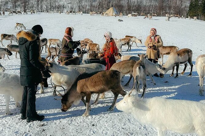 Exclusive Reindeers Experience in small groups, Tromso - Meeting the reindeer in the snow