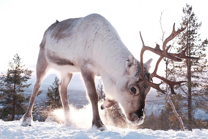 Exclusive Reindeers Experience in small groups, Tromso - The lasso activity and what is not included