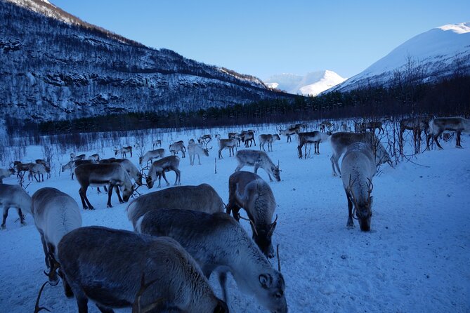 Exclusive Reindeers Experience in small groups, Tromso - How small is the group?