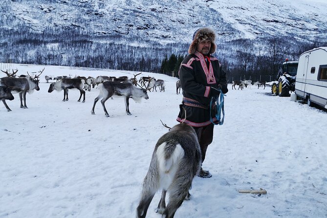 Exclusive Reindeers Experience in small groups, Tromso - Is $178.03 a fair price?