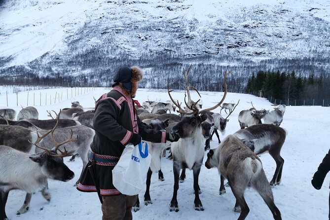 Exclusive Reindeers Experience in small groups, Tromso - Sámi stories from a family-run camp