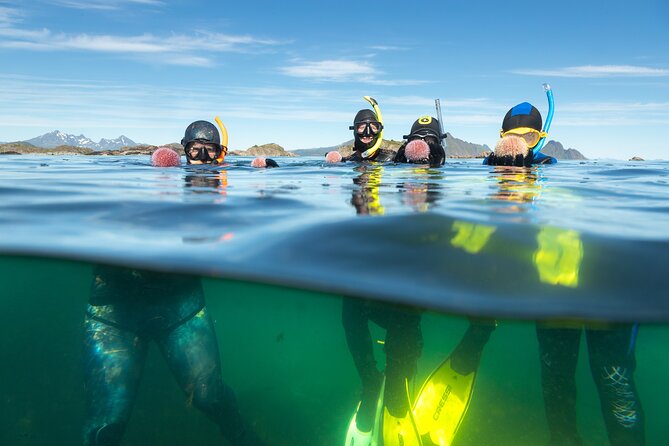 Family Snorkeling Tour - Why snorkeling in Lofoten feels different