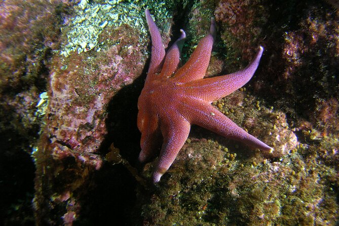 Family Snorkeling Tour - Weather, wildlife, and the Arctic setting