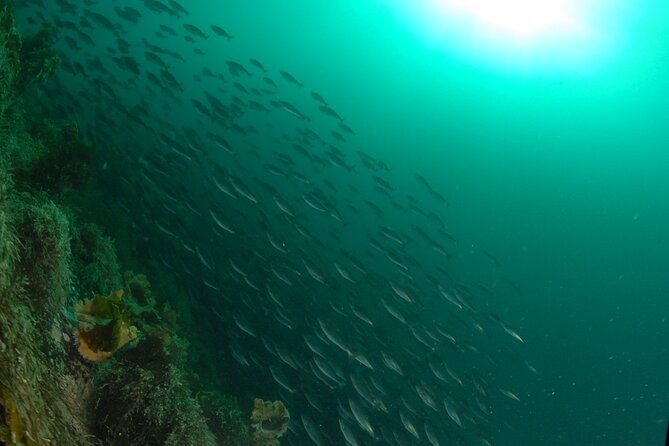 Family Snorkeling Tour - Who will enjoy this most?