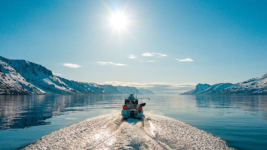 From Alta: Adventure Cruise in Alta Fjord - Birds, porpoises, and the chance of whales