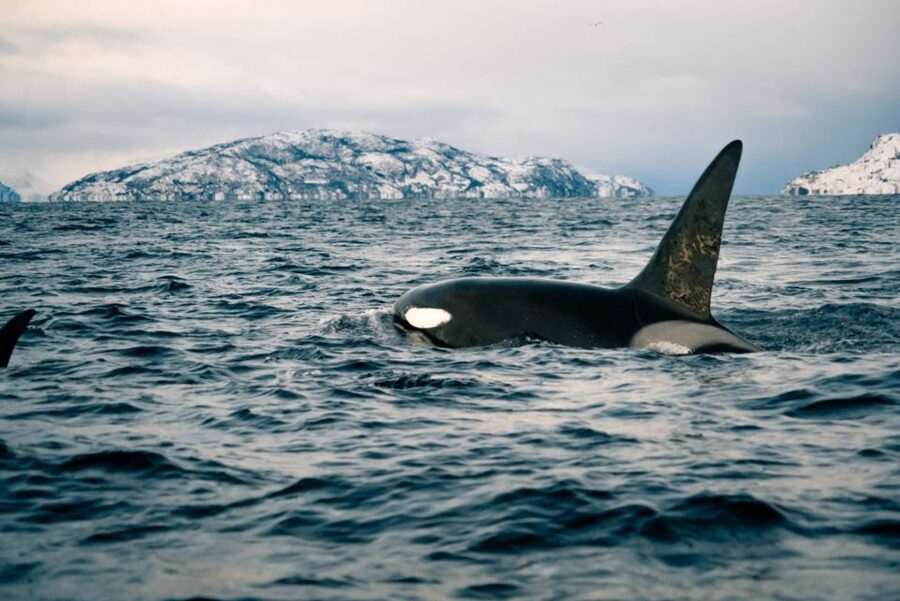 From Alta: Small Group Whale Watching by RIB - Key points to know before booking