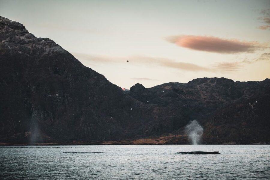 From Alta: Small Group Whale Watching by RIB - Getting ready for an open RIB ride