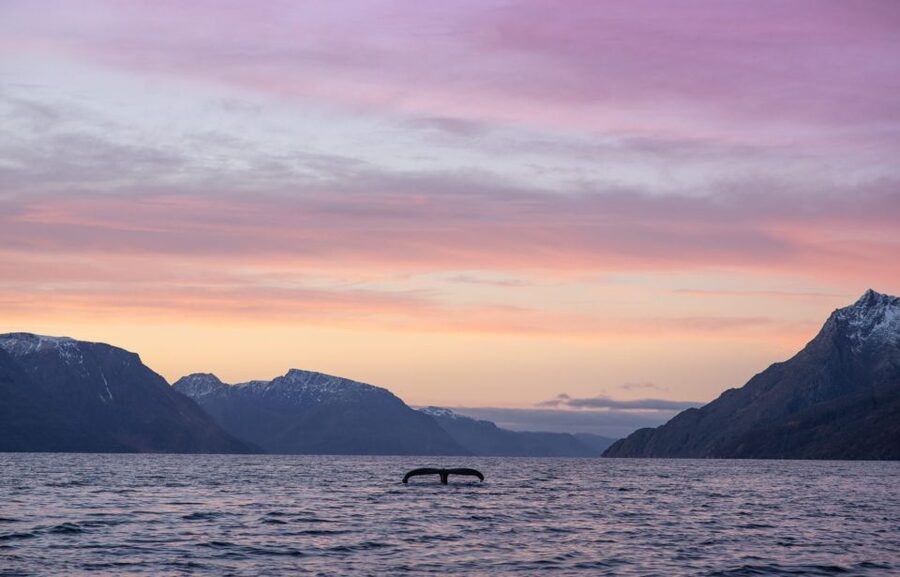 From Alta: Small Group Whale Watching by RIB - The RIB ride through the fjords