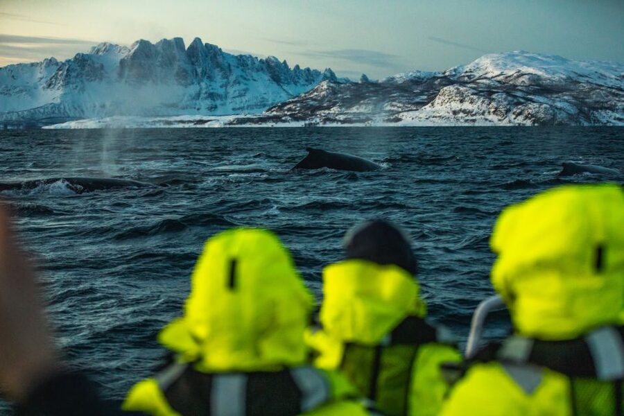 From Alta: Small Group Whale Watching by RIB - Watching humpback whales and orcas responsibly