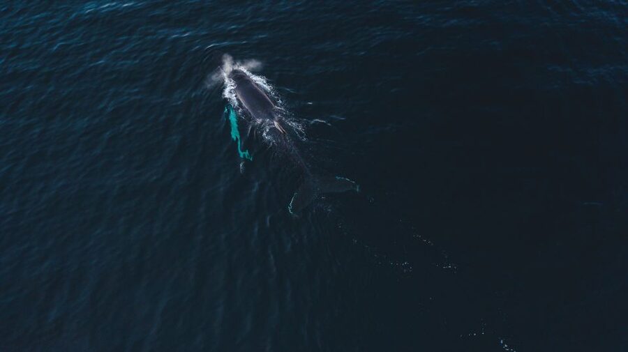 From Alta: Small Group Whale Watching by RIB - What the guide adds