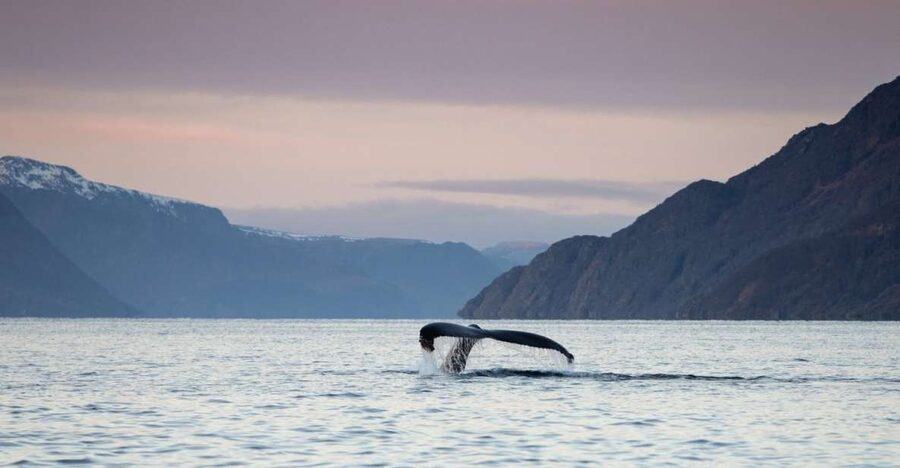 From Alta: Small Group Whale Watching by RIB - Meeting at the Alta adventure store