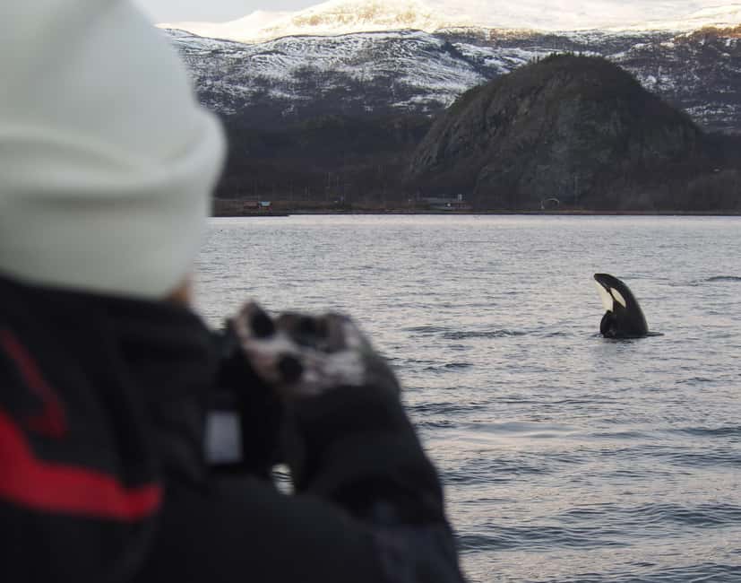 From Alta: Small group Whale watching - The minibus ride gives the fjord some context