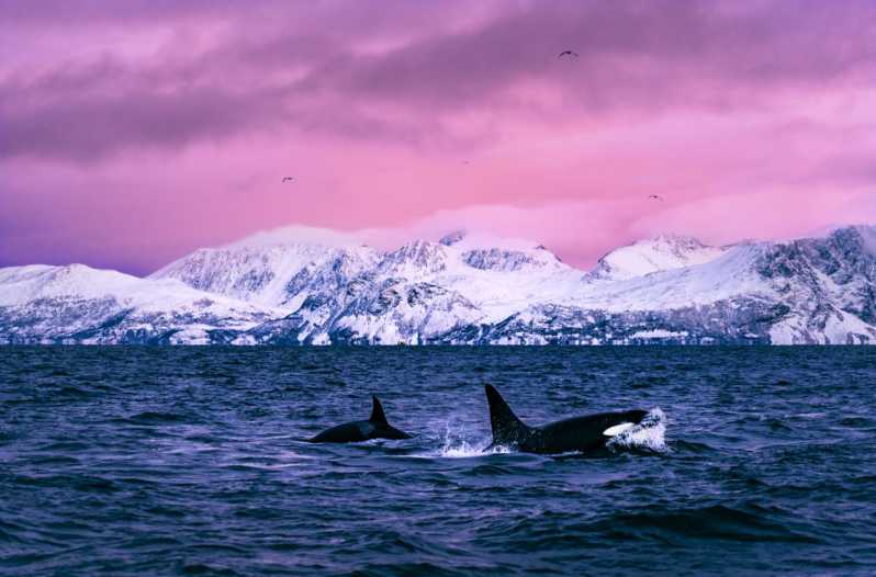 From Alta: Whale and Seabird Cruise - Leaving Havneveien 24 for the open fjord