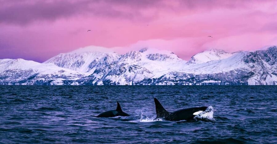 From Alta: Whale and Seabird Cruise - Warm suits, windows, and Arctic weather