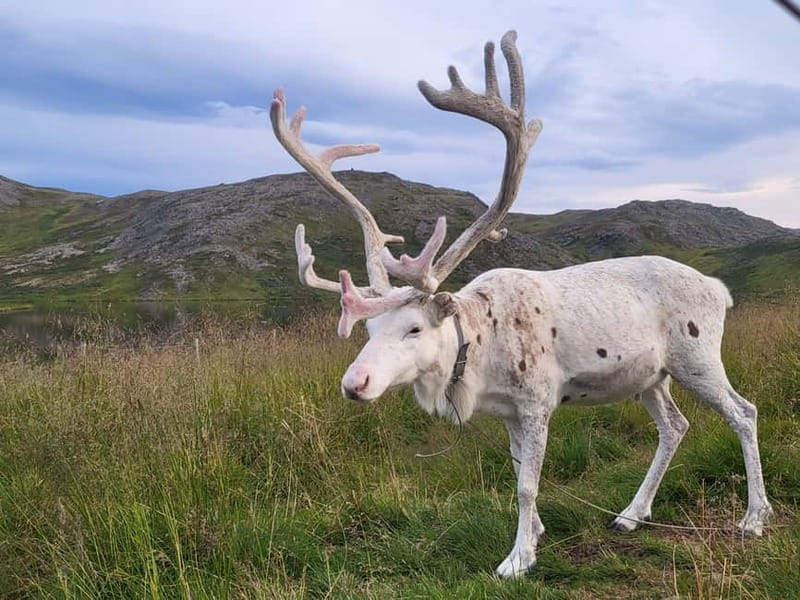 From Honningsvåg: North Cape and King Crabs Tour - Key points at a glance