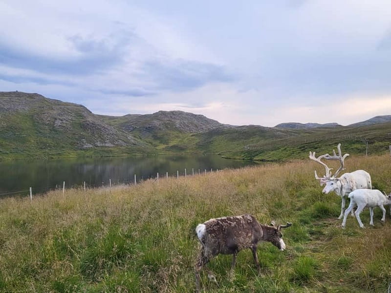From Honningsvåg: North Cape and King Crabs Tour - The fjord viewpoint and Hornvika