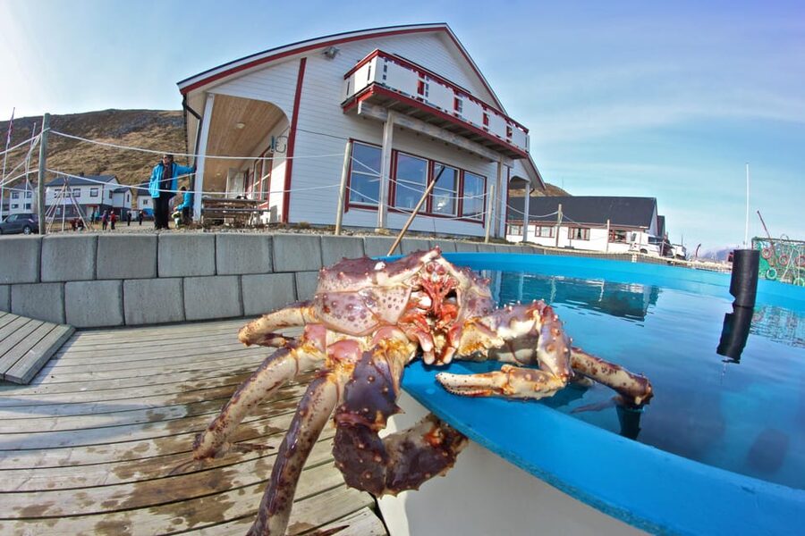 From Honningsvåg: VIP North Cape and Kingcrab Tour - What makes this tour worth considering