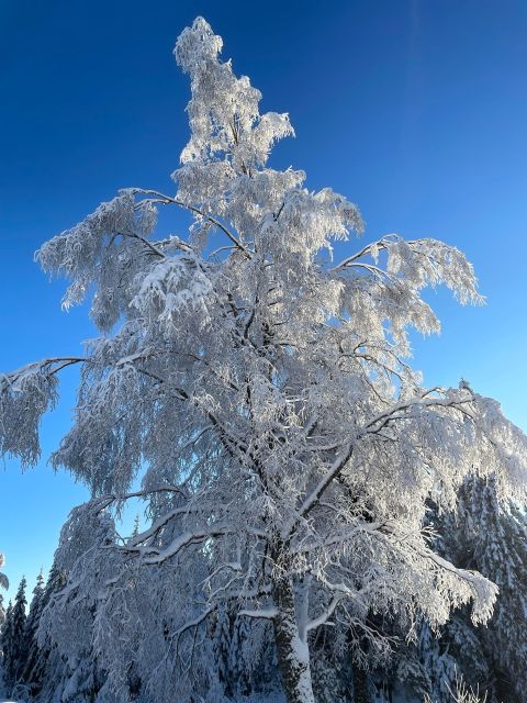 From Oslo: Oslomarka Forest Guided Snowshoeing Tour - What to Wear for Snowshoeing Near Oslo