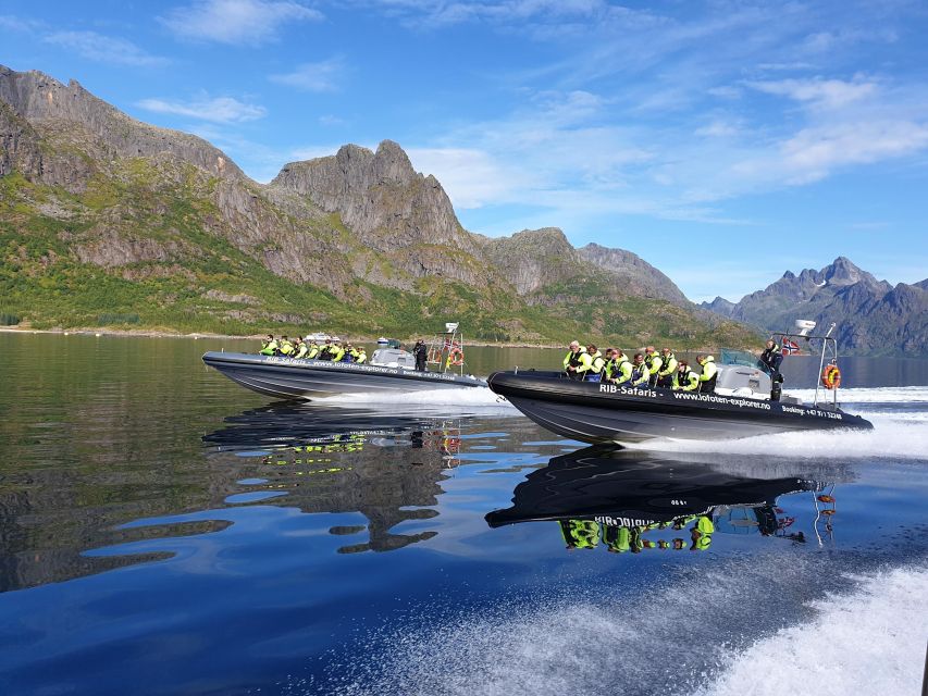 From Svolvaer: Trollfjorden Wildlife RIB Cruise - Eagles, seals, and the chance of orcas