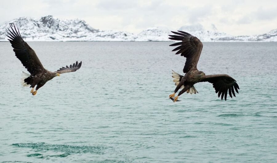 From Svolvaer: Trollfjorden Wildlife RIB Cruise - Practical tips for a better outing