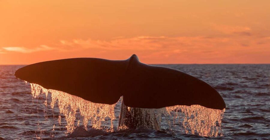 From Svolvær: Whale Watching Day Trip to Andenes - Key points before you book
