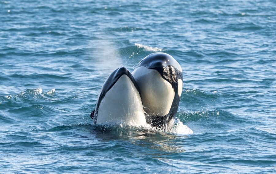 From Svolvær: Whale Watching Day Trip to Andenes - Why the trip starts before breakfast