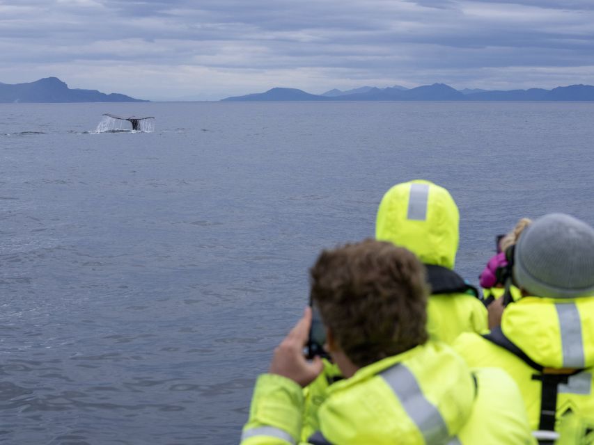 From Svolvær: Whale Watching Day Trip to Andenes - The return through Bleik and back to Svolvær