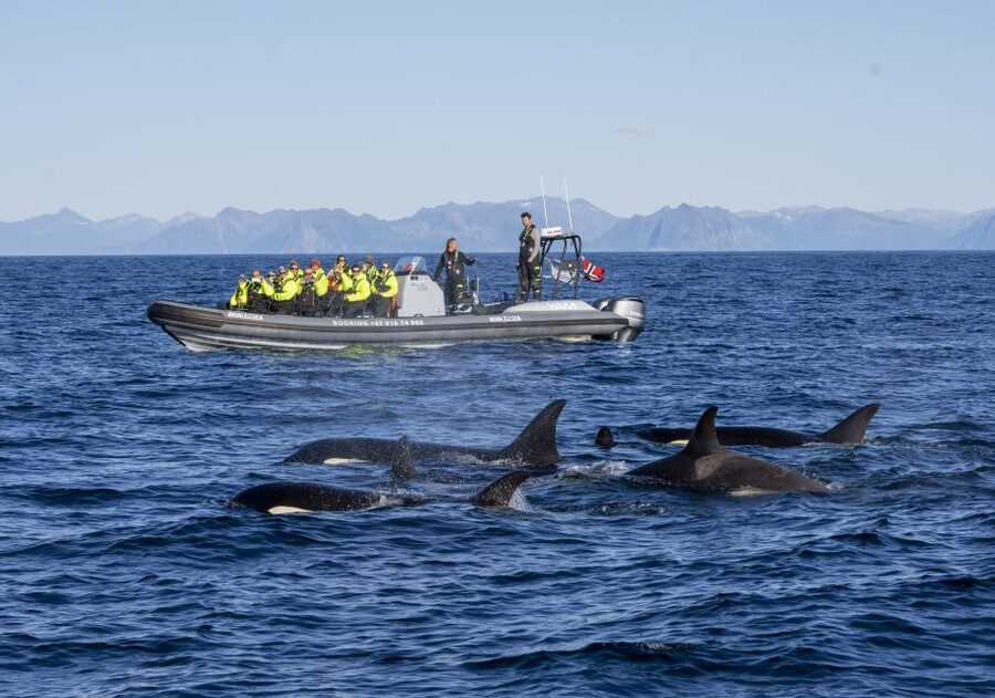 From Svolvær: Whale Watching Day Trip to Andenes - FAQ