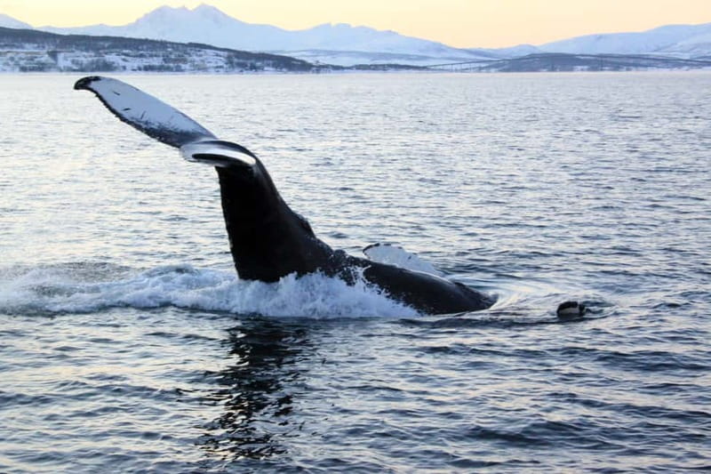 From Tromsø: All-Inclusive Whale & Orca Safari - Key points before you book