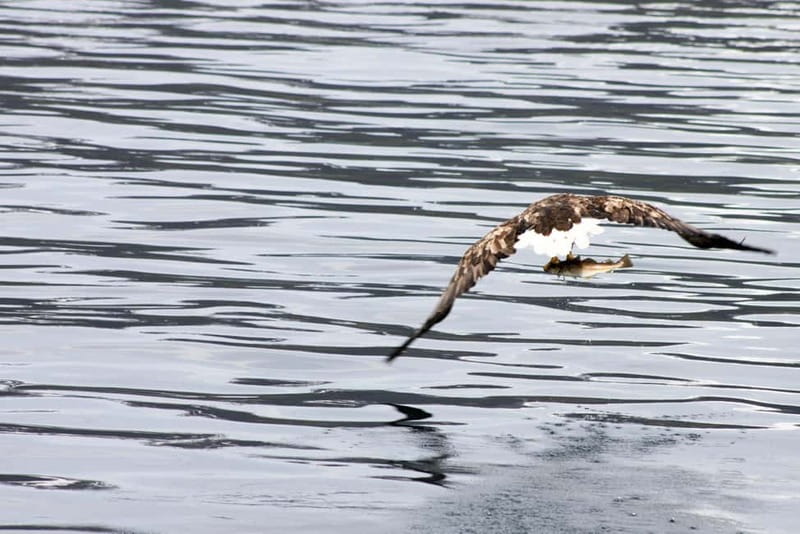 From Tromsø: All-Inclusive Whale & Orca Safari - Who will enjoy this safari most?
