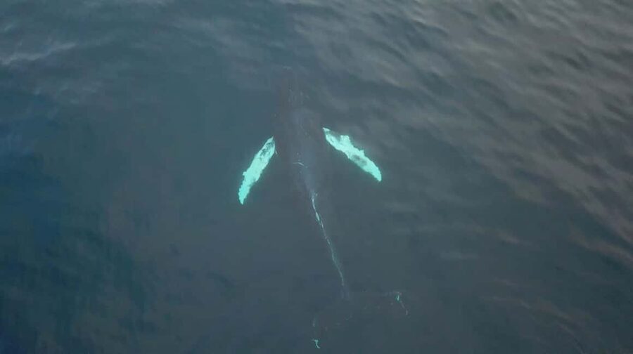 From Tromsø: All-Inclusive Whale & Orca Safari - Why the Tromsø to Skjervøy route is worth the time