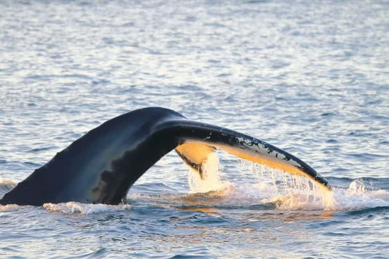 From Tromsø: All-Inclusive Whale & Orca Safari - The first 2.5 hours: fjords, mountains, and cold sea air