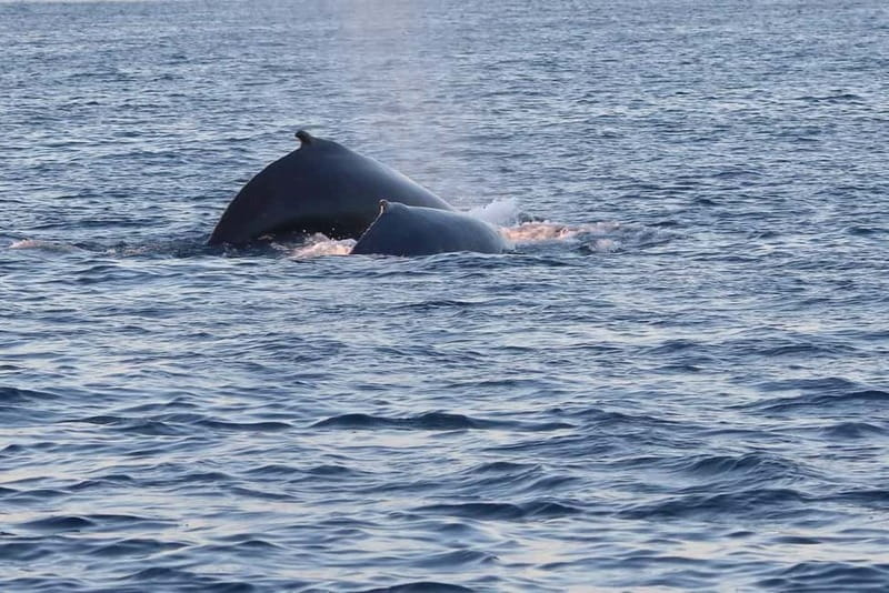 From Tromsø: All-Inclusive Whale & Orca Safari - Reaching Skjervøy and entering the whale area