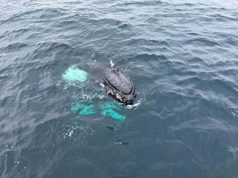 From Tromsø: All-Inclusive Whale & Orca Safari - What else you might see around Skjervøy